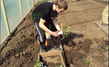 Creating Cucumber Seeds On Sand