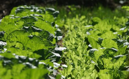 How To Squeeze Baker