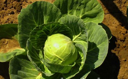 How To Grow A Good Scream