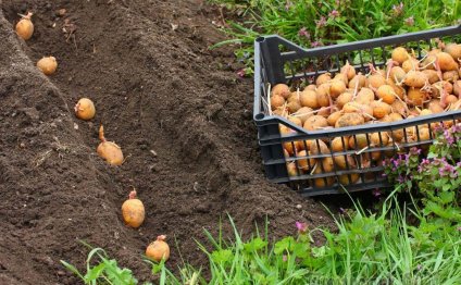 Potatoes Landing And Care