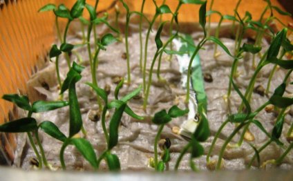 Video Cucumbers