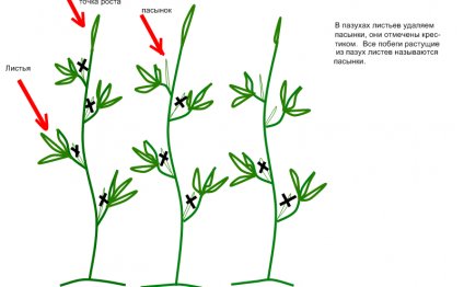 Tomatoes In The Heat Of The Video