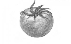 Tomato Drawing