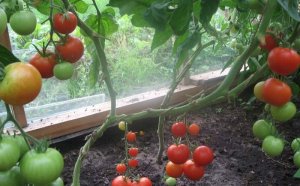 Heat Tomatoes