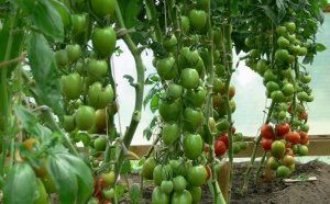 Polycarbonate Tomatoes