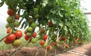 Winter Tomatoes