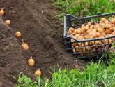 Potatoes Landing And Care