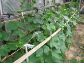 Growing Cucumbers