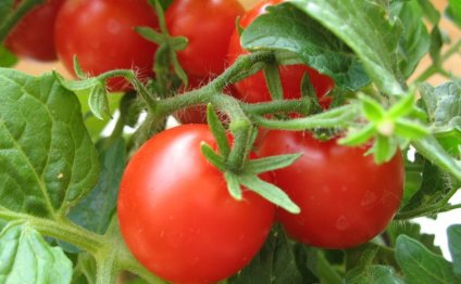 Taking Tomatoes In The Heat Of The Video