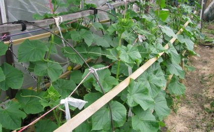 Growing Cucumbers