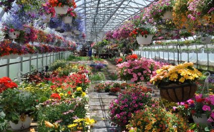 How To Grow In A Greenhouse