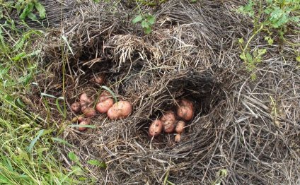 Potatoes Under Straw