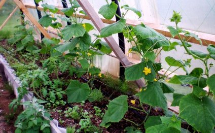 Fertilizer Breeding