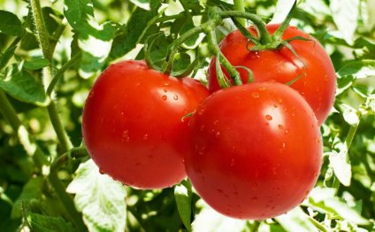 Tomatoes In Greenhouses